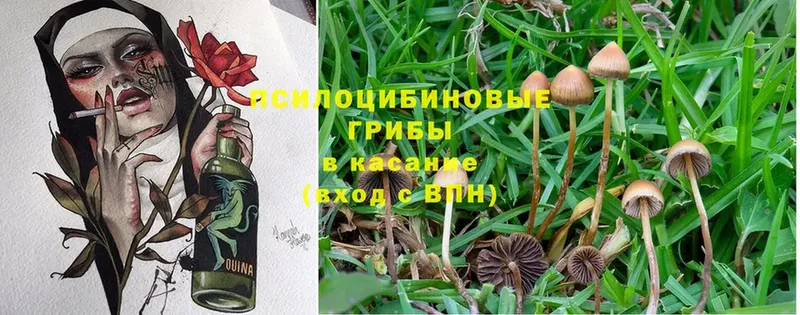 Галлюциногенные грибы MAGIC MUSHROOMS  закладка  Кубинка 